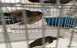 Finches birds for sale: Bengalese finch  - Image 3
