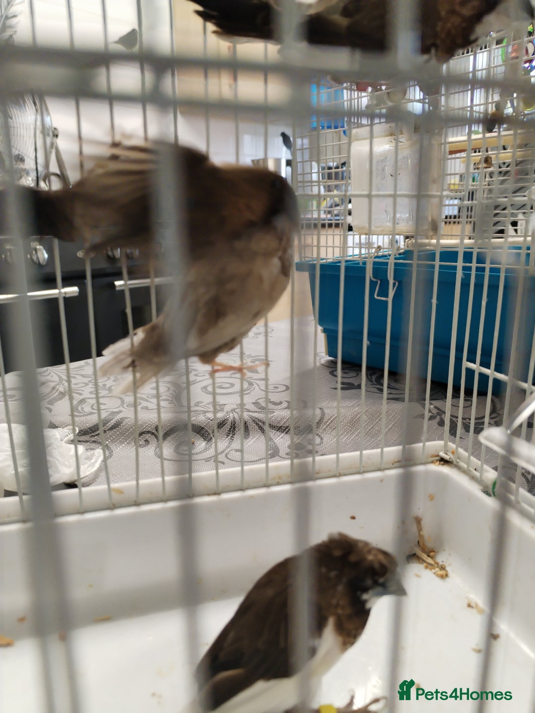 Finches birds for sale: Bengalese finch  - Image 3