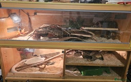 Corn Snake reptiles for sale: Snow corn and viv - Image 7