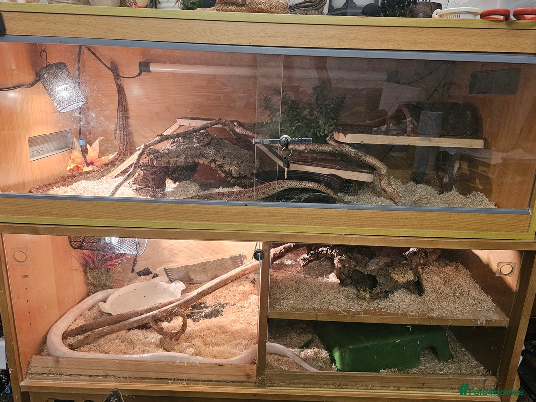 Corn Snake reptiles for sale: Snow corn and viv - Image 7