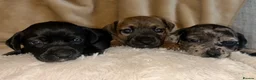 Jack Russell dogs for sale: Beautiful Jack Russell girls  - Advert 9