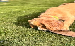 Cocker Spaniel dogs for sale: Cocker spaniel KC Registered,working type - Image 14