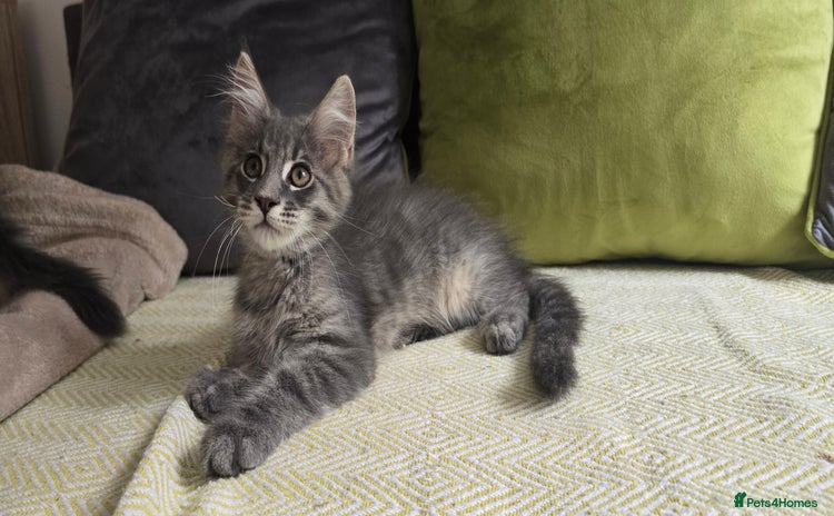 Maine Coon cats - Advert 1