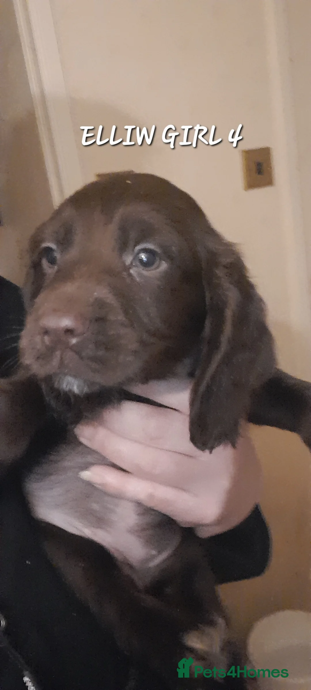 Sprocker dogs for sale: Beautiful Sprocker Litter - Advert 10