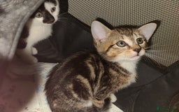 Mixed Breed cats for sale: Beautiful kittens ready now  - Advert 9