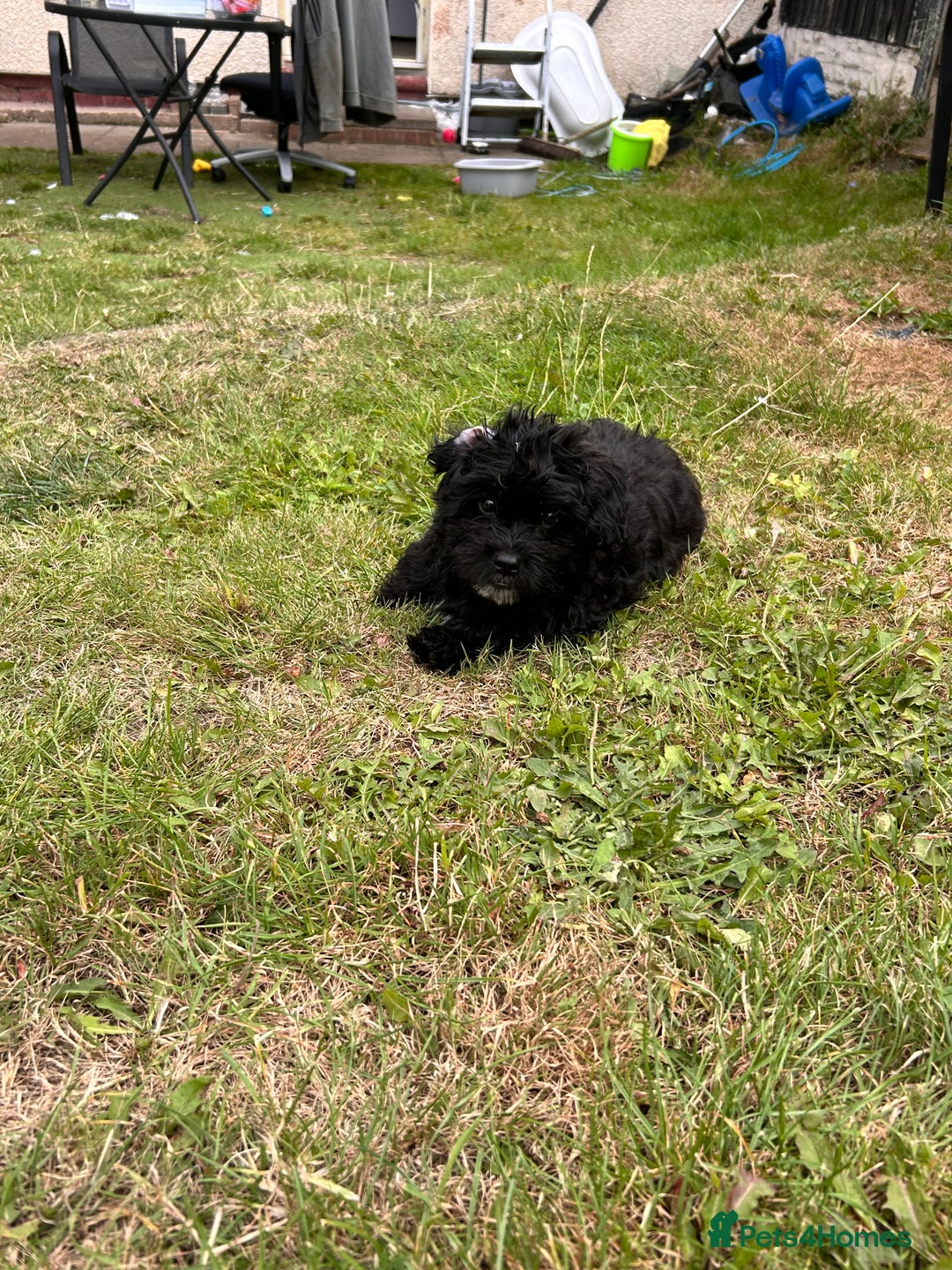 Mixed Breed dogs for sale: Malshipoo - Image 7
