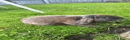 Mini Lop rabbits for sale: mini lop babies  - Advert 19