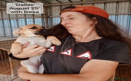 Mixed Breed dogs for adoption: Dallas, 6 months approx. Available for adoption. - Image 17