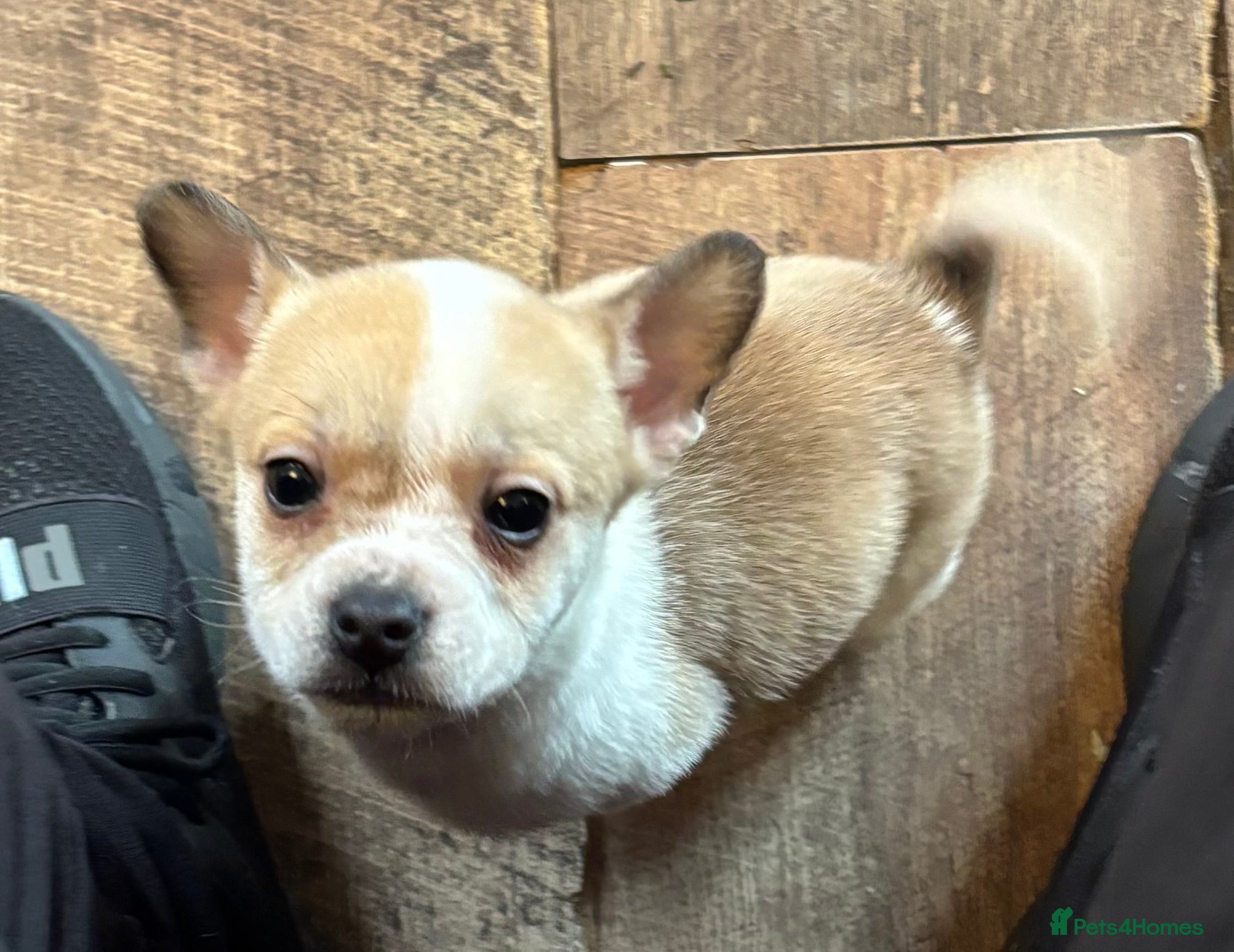 Mixed Breed dogs *last boy ready to leave*Frenchie X Jack Russell   - Advert 4