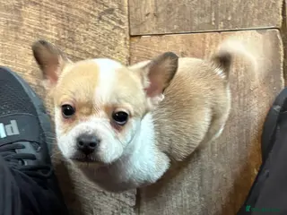 Mixed Breed dogs *last boy ready to leave*Frenchie X Jack Russell - Advert 4
