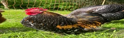 Chickens poultry for sale: Mottled Pekin Fertile bantam hatching eggs  - Advert 4