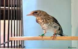 Finches birds for sale: juvenile goldfinches available! 2025 bbc rung!  - Image 1