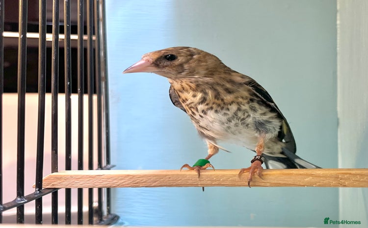 Finches birds - Advert 1