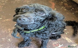 Labradoodle dogs for sale: Miniature labradoodles - Advert 1