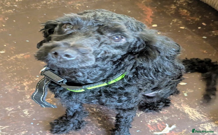 Labradoodle dogs Miniature labradoodles - Advert 10