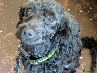 Labradoodle dogs for sale: Miniature labradoodles - Advert 1