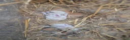 Mixed Breed rabbits for sale: 3 male Lionxlop buns very playful, well handled - Advert 17
