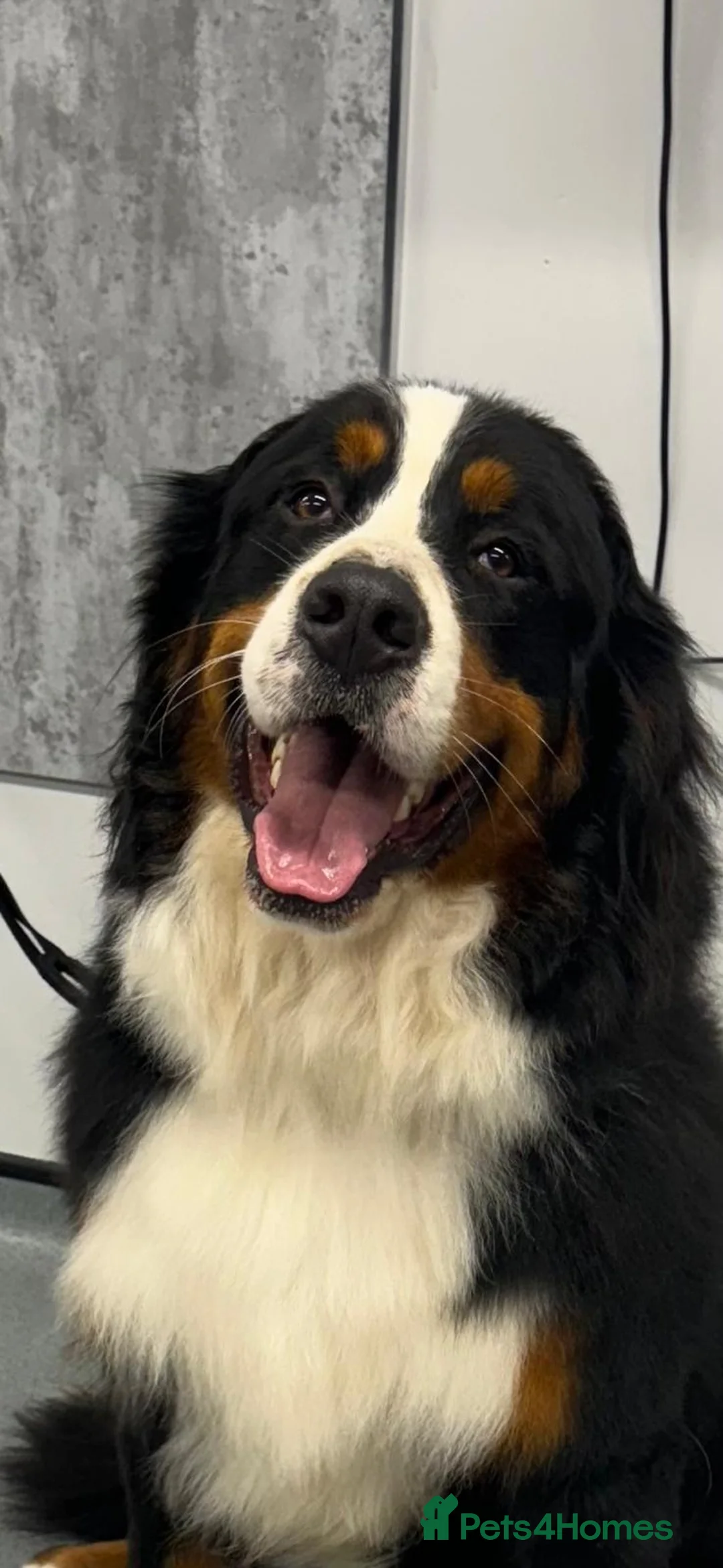 Bernedoodle dogs for sale: Xl health tested f1 Bernedoodle puppy’s   - Advert 14