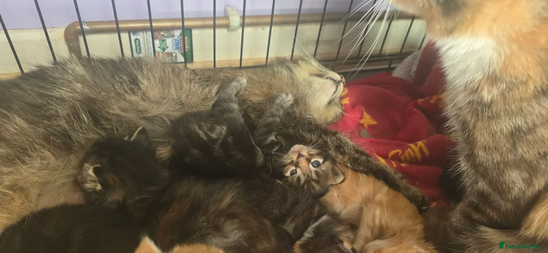 Mixed Breed cats for sale: 8 kittens for sale in Ammanford - Advert 2