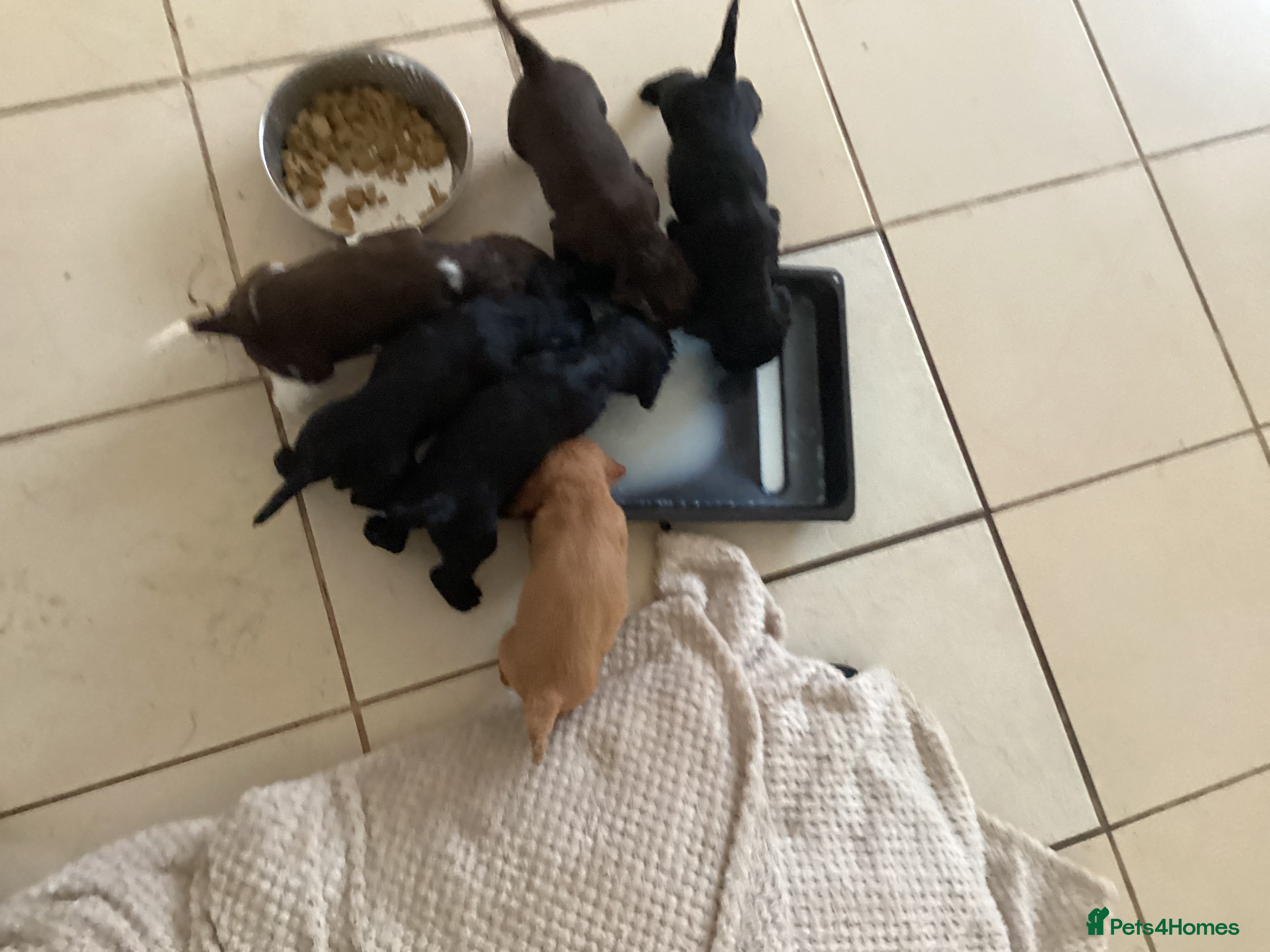 Cocker Spaniel dogs Cocker spaniel puppies for sale in Market Drayton - Advert 3