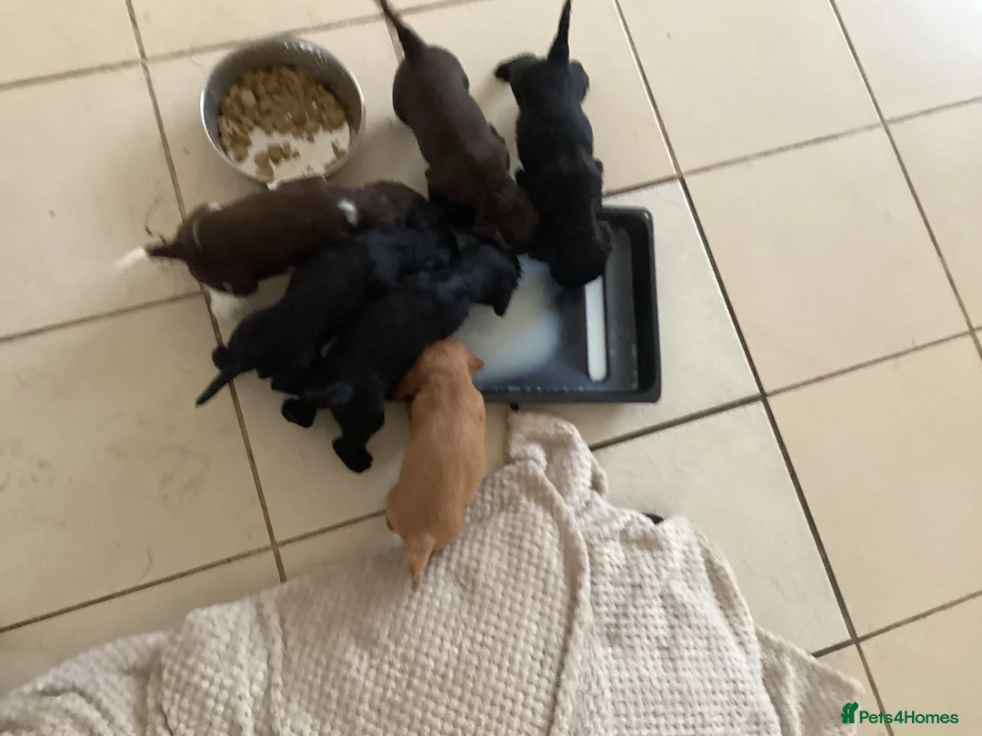 Cocker Spaniel dogs for sale: Cocker spaniel puppies for sale in Market Drayton - Advert 1