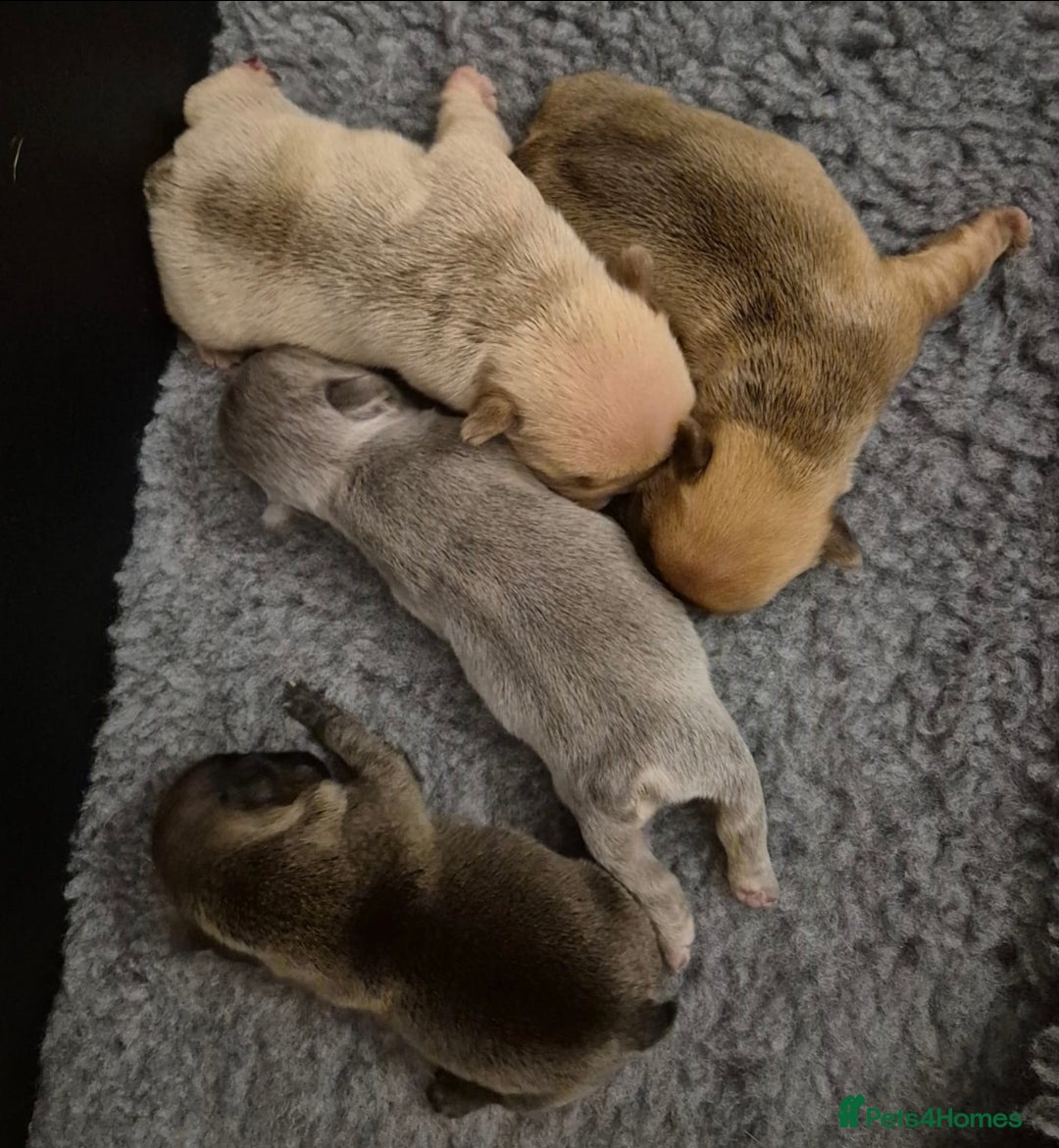 French Bulldog dogs for sale: Beautiful Rainbow Litter of Frenchies - Image 1