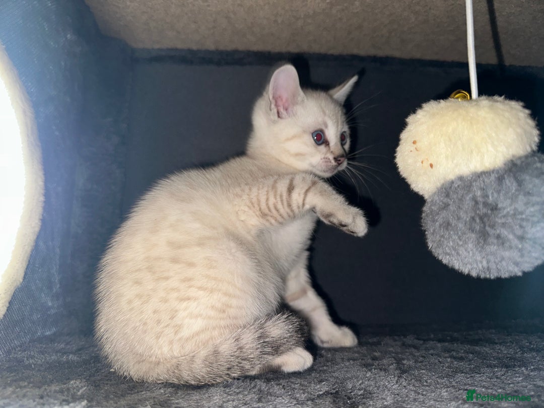 Bengal cats for sale: Snow Lynx, Marble & Brown Rosette Bengals - Image 10