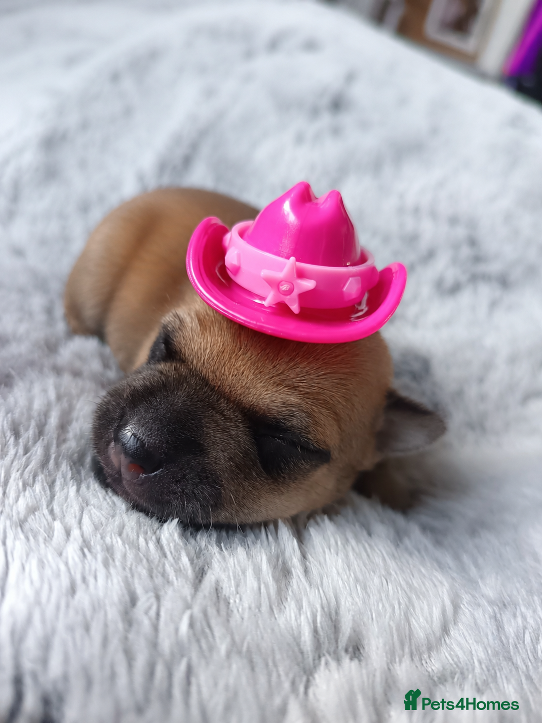 Chihuahua dogs Chihuahua 2 girls & 1 boy 🏡  - Advert 5