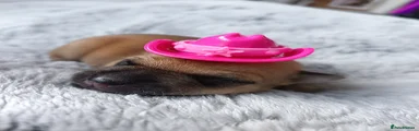 Chihuahua Puppy 1