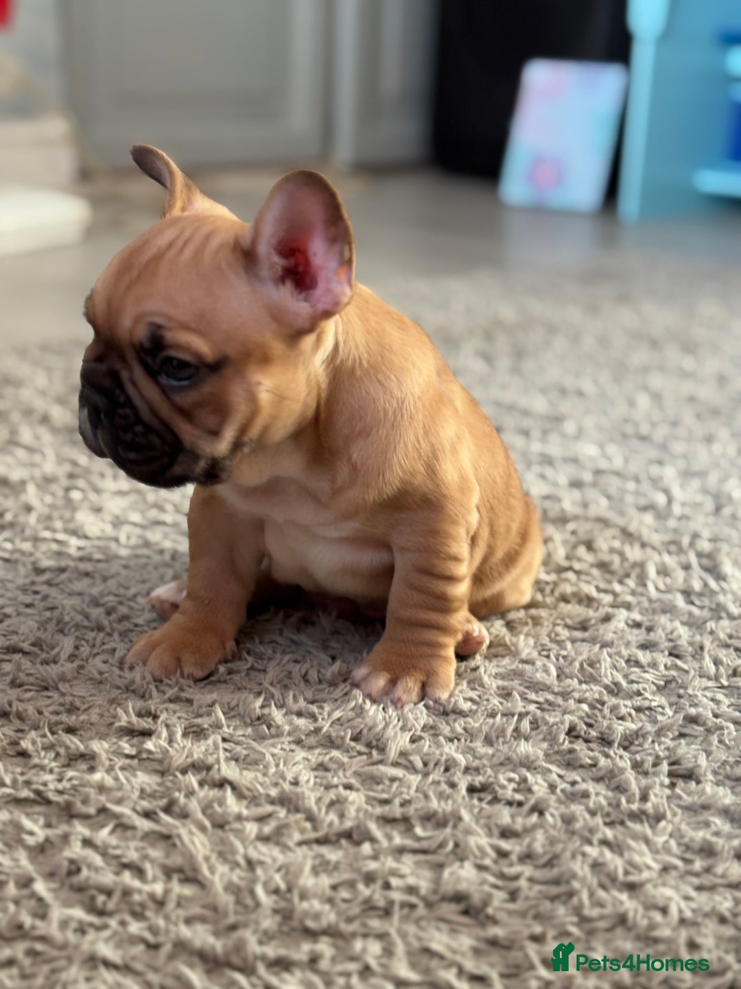 French Bulldog dogs for sale:  AMAZING PUPS  - Advert 37