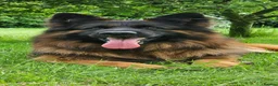 German Shepherd dogs for stud: Super temperament, Stunning pigmentation, proven  - Advert 5