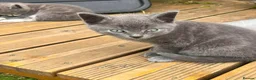 Mixed Breed cats for sale: British shorthair mix  in Diss - Advert 2