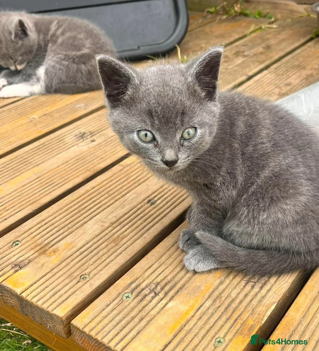 Mixed Breed cats for sale: British shorthair mix  in Diss - Advert 2