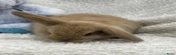Mini Lop rabbits for sale: Mini Lops (boys) - Advert 4