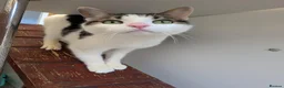 Mixed Breed cats for adoption: Brother and Sister Cats Available for Adoption - Advert 5