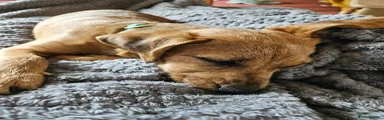 Patterjack  dog