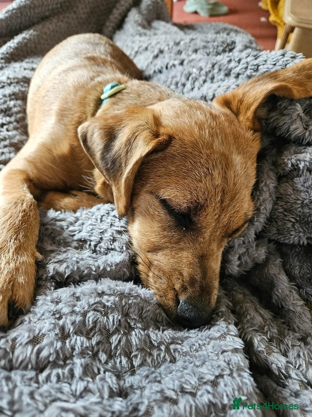 Patterjack dogs for sale: Patterjack - Advert 4