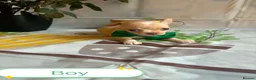 Chihuahua dogs for sale: Chihuahua puppies - Advert 35