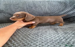Dachshund dogs for sale: 1 gorgeous sausage dog boy  - Image 5