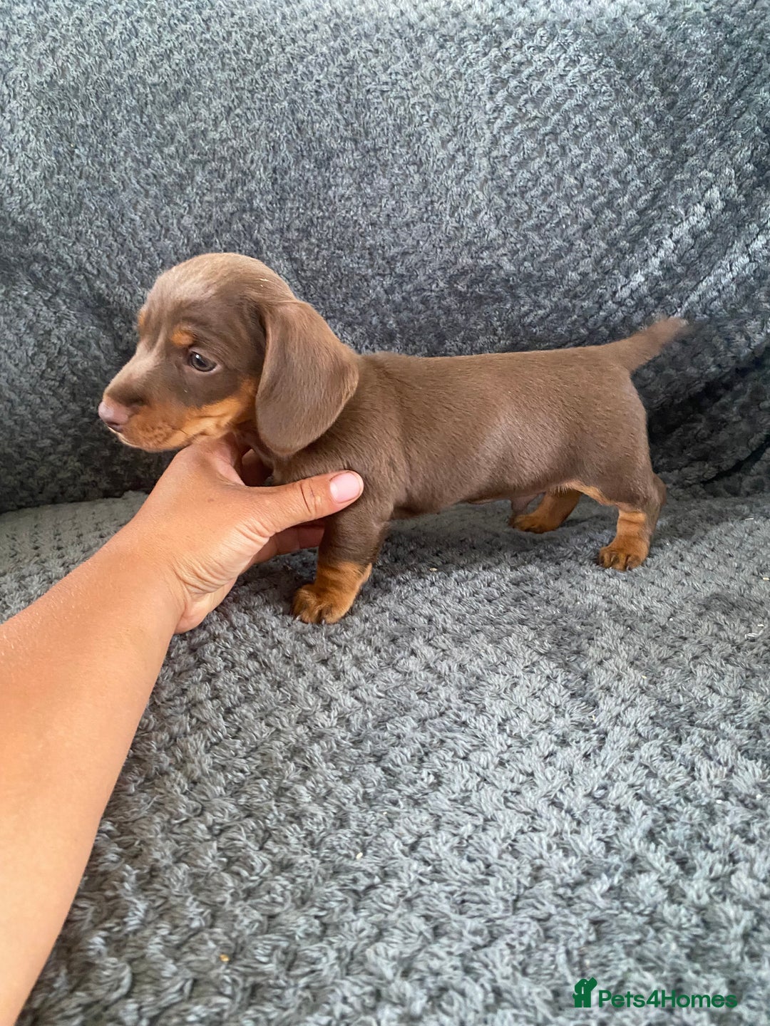 Dachshund dogs for sale: 1 gorgeous sausage dog boy  - Image 5
