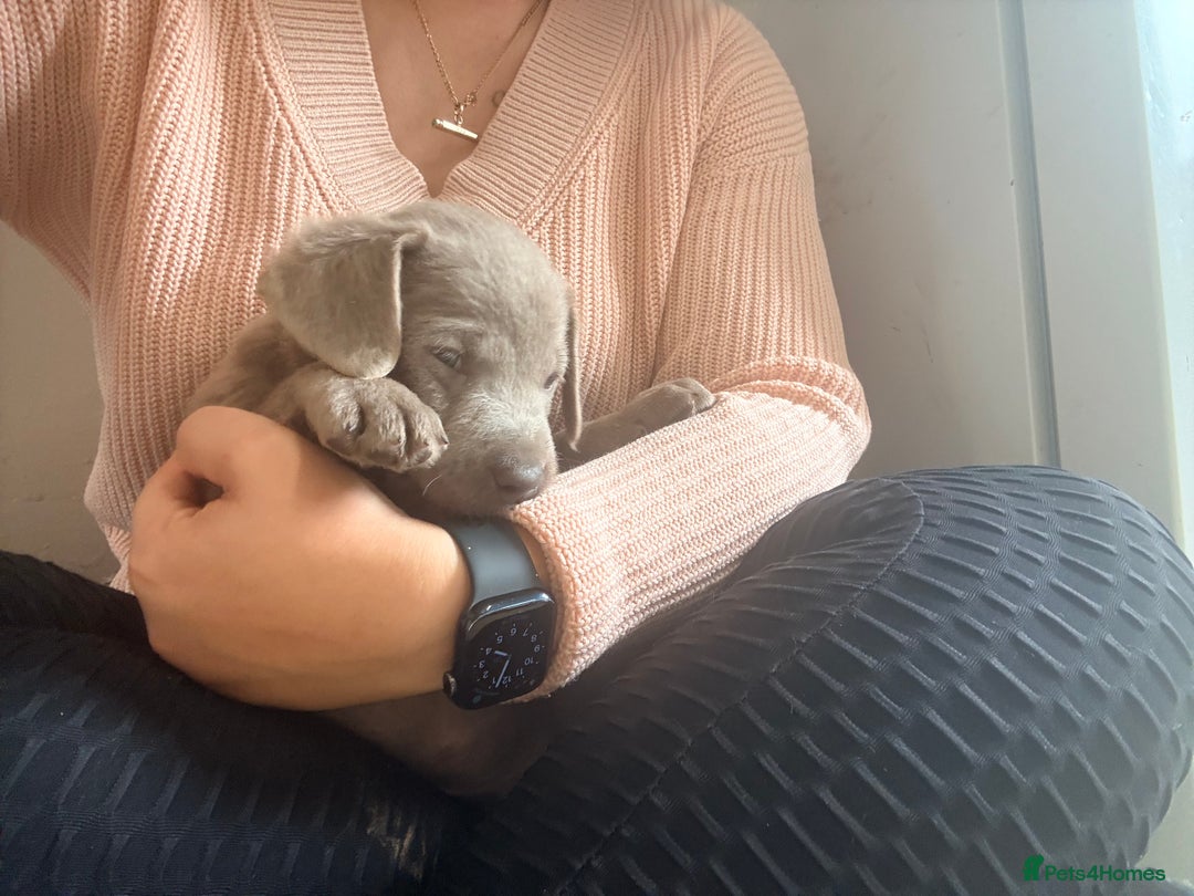 Labrador Retriever dogs for sale: Beautiful silver and charcoal labradors  - Image 4