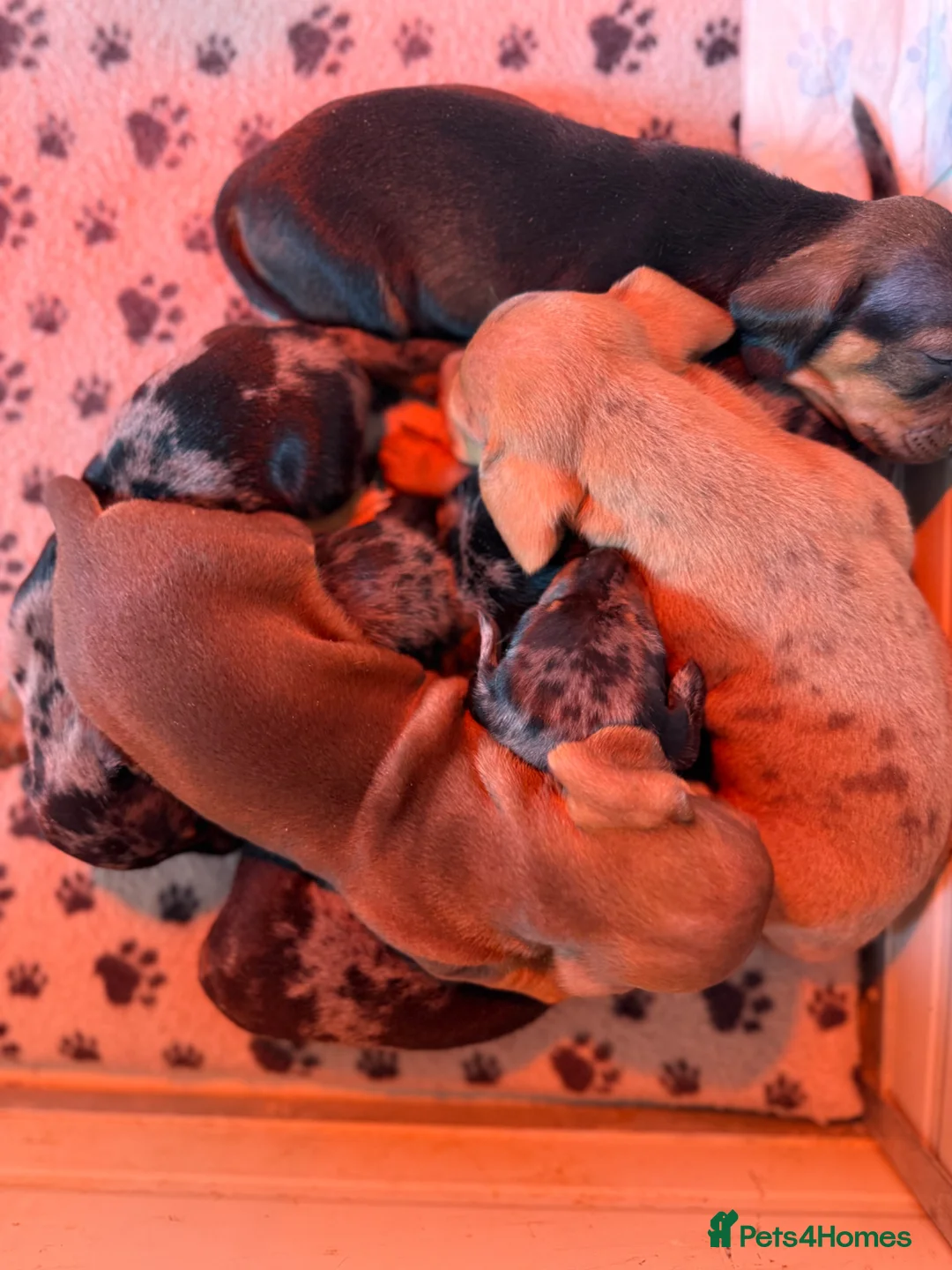 Dachshund dogs for sale: Teckel Dachshund Puppies Working Lines Family Bred in Kilmarnock - Advert 16