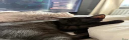 British Shorthair cats for sale: Sister British shorthair cats  - Advert 1