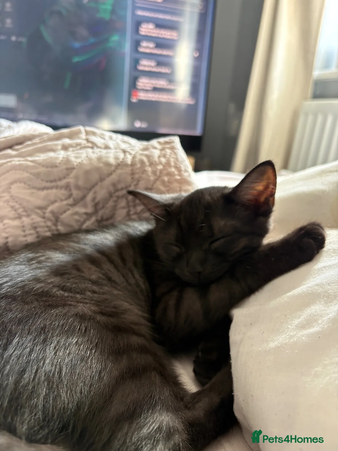 British Shorthair cats for sale: Sister British shorthair cats  - Advert 1