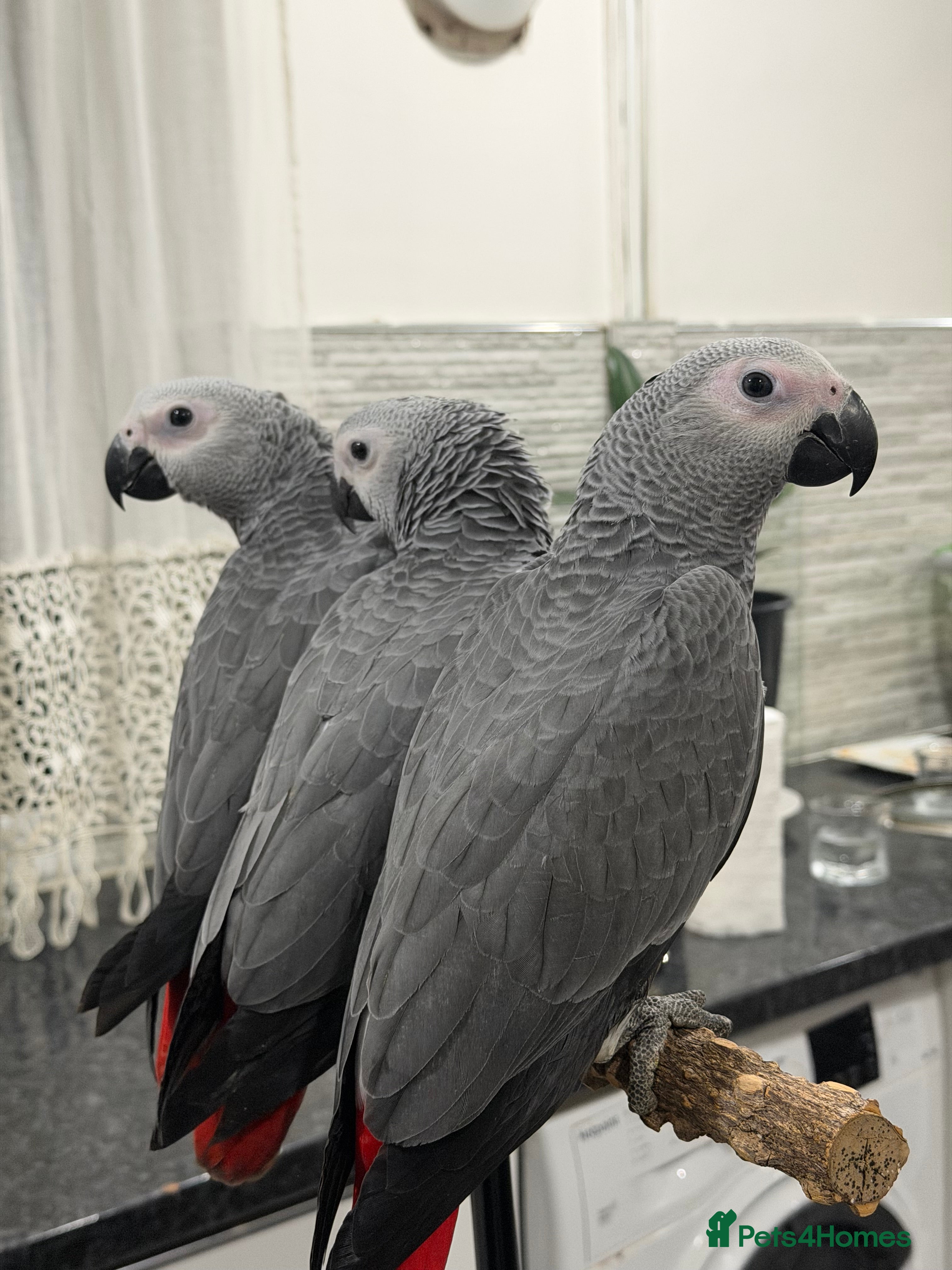 Parrots birds Super tame baby African greys  - Advert 1