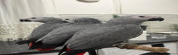 Parrots birds for sale: Super tame baby African greys  - Advert 1