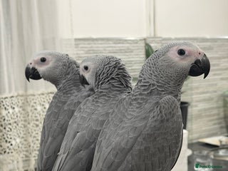 Parrots birds Super tame baby African greys - Advert 1