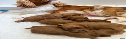 Cavapoo dogs for sale: F1 Health Tested Toy Cavapoos - Advert 4