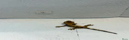 Gecko reptiles for sale: Baby crested geckos  - Advert 8