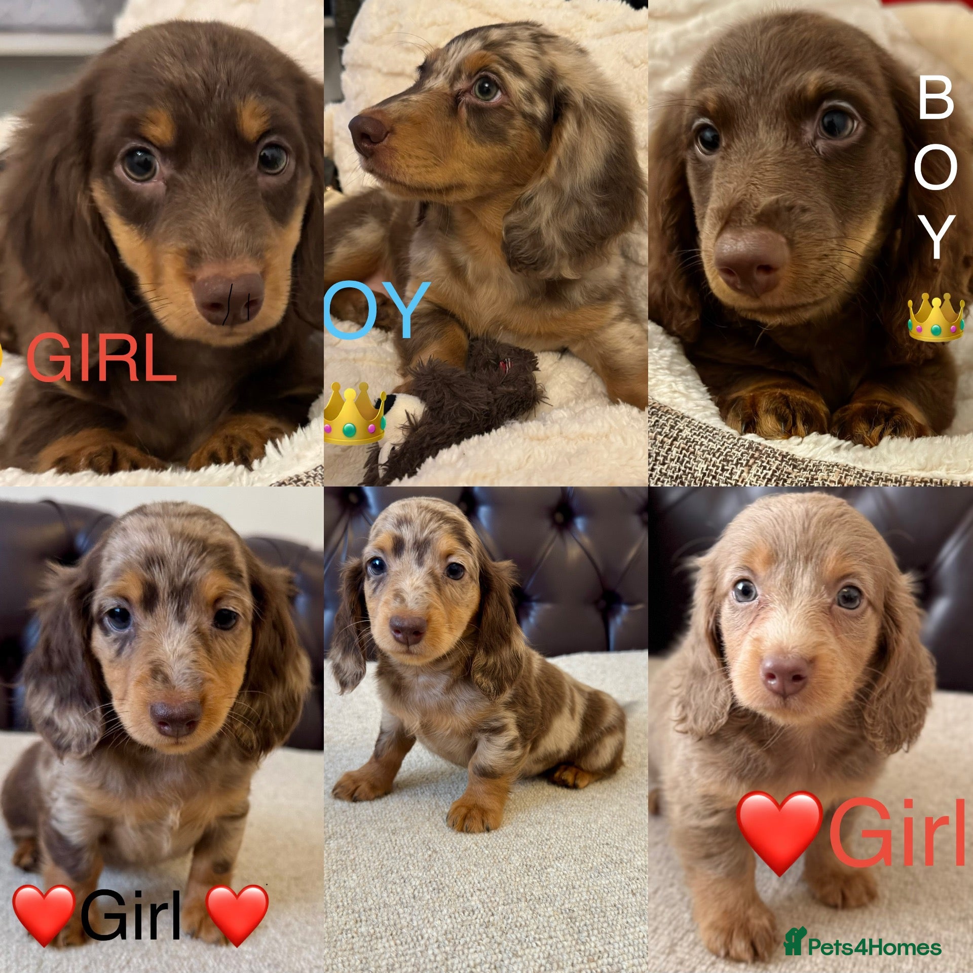Miniature Dachshund dogs Dachshund miniature long hair  - Advert 5